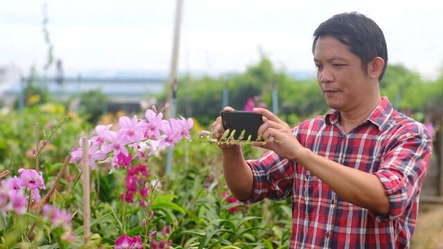 Asian farmer working in orchid farm and use a smartphone to take photos to track the growth of orchids.