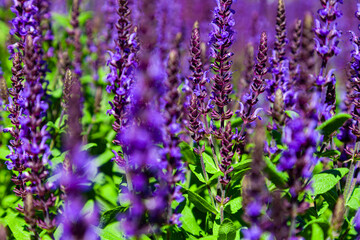 Beautiful lilac lavender flowers close-up.