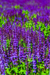 Fototapeta premium Beautiful lilac lavender flowers close-up.