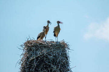 three wild storks sitting on nest with chicks/youngsters with beautiful green background and giant nest, good lightning and close up/ germany groß gerau