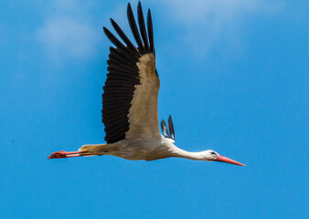 Stork flying close up in good lightning