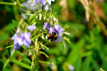 Bumblebee - Bombus terrestris - photographed while collecting pollen on a vetch flower