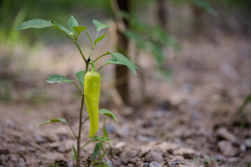 A Hot Banana Pepper growing on the plant. It is also known as the yellow wax pepper or banana chili pepper. They are good sources for Vitamin C and Vitamin B6.