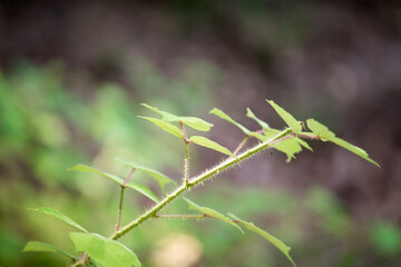 Wild raspberries growing in the forest. Raspberries are also commercially grown for the fresh fruit market.