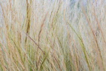 Blurred background of green and yellow grass