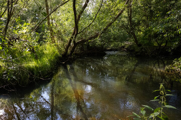 Beautiful murky river floating through a lush, green area. Reflections from trees. All green picture.