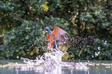 A Kingfisher (Alcedo atthis) flies up from the water on a sunny day shedding drops of water