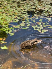 Duck swimming and diving in a forest pond with water lilies on a summer day 