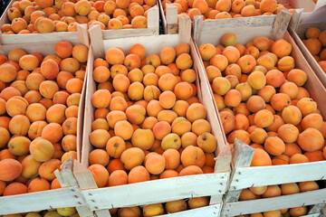 freshly harvested ripe apricots in wooden crates