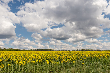 Picturesque landscape with yellow sunflowers and blue sky, Anapa, Krasnodar Region, Russia