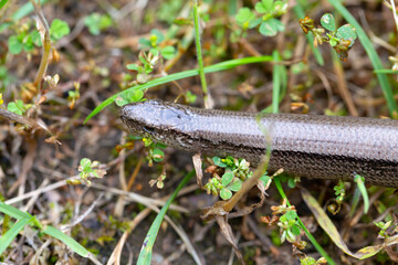 Detail of the Blindworm Fragile (Anguis fragilis) in the Nature