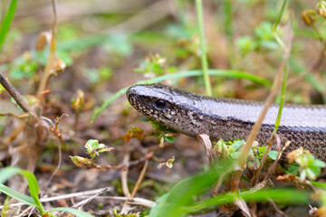 Detail of the Blindworm Fragile (Anguis fragilis) in the Nature