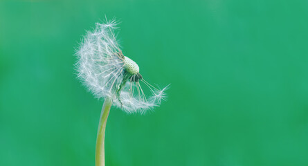 dandelion blowball on green background, dandelion head with seeds Taraxacum officinale half bald
