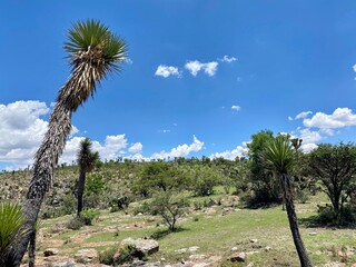 joshua tree national park california
