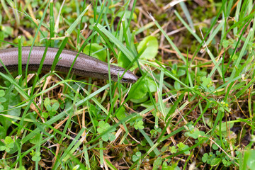 Detail of the Blindworm Fragile (Anguis fragilis) in the Nature
