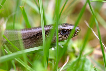 Detail of the Blindworm Fragile (Anguis fragilis) in the Nature