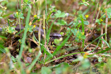 Detail of the Blindworm Fragile (Anguis fragilis) in the Nature