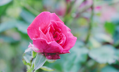 pink rose in garden