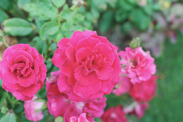 pink roses in garden