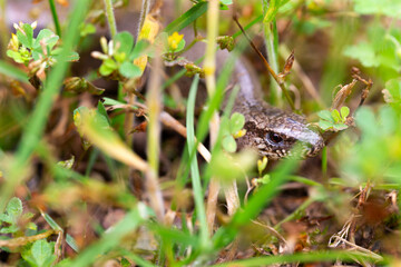 Detail of the Blindworm Fragile (Anguis fragilis) in the Nature