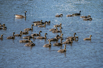 Goose group