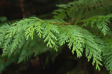 Cedar green foliage