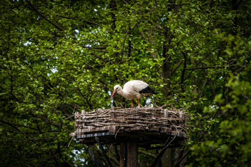 wer sitzt da im Nest?