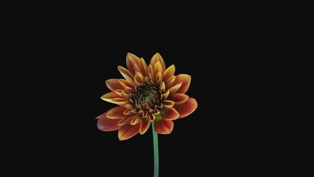 Time-lapse of growing and opening orange Dahlia (Asteraceae) flower 4b4 in 4K PNG+ format with ALPHA transparency channel isolated on black background
