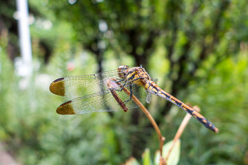 A dragonfly sitting on a branch