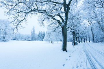Fototapeta na wymiar Naked tree in a snowy park