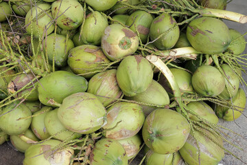 Close-up of young coconut trees laid on the ground ,Ideal for use in the design fairly.