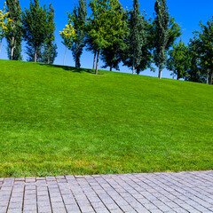 Walkway, lawn and trees in the park