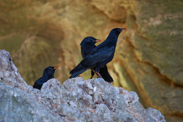 red-billed chough (Pyrrhocorax pyrrhocorax) in southern Spain. Granada