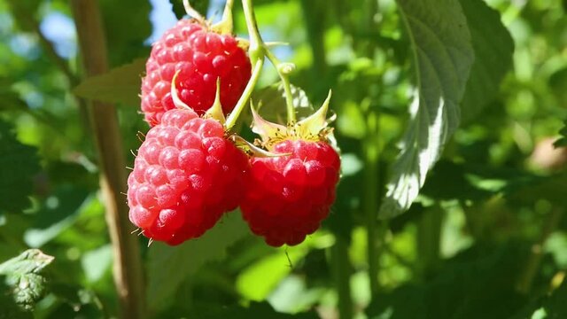 Ripe red raspberry berry hanging on a branch. Concept of berries harvest, healthy and tasty food, summer. Copyspace.