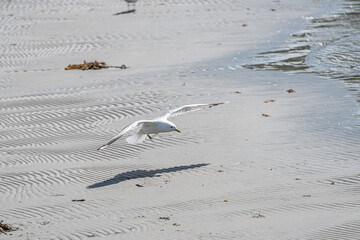 Flying sea gull over a sunny beach