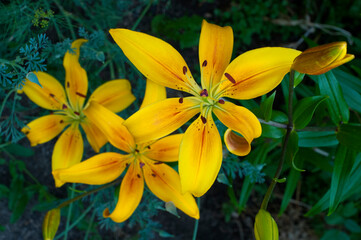 Yellow lilies in the garden.