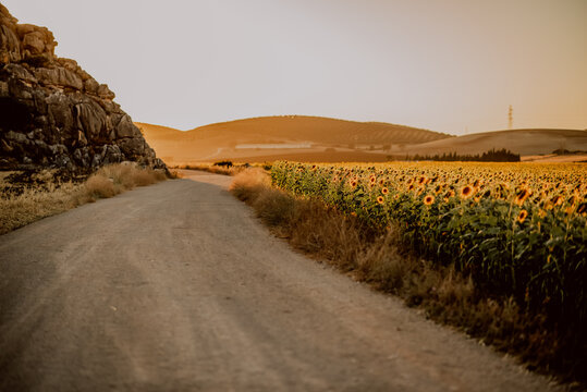 Sunflower fields and a rural road in a small town of Andalusia Almargen during the sunset