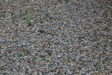 Pebble stones texture.