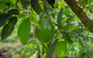 Common avocado harvest attached to the tree