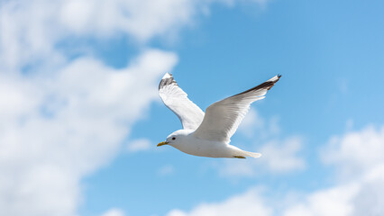 Flying sea gull over a sunny beach