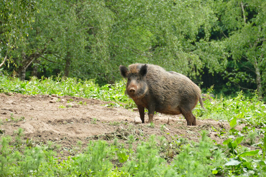 wild boar in the forest of Germany 