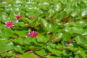 Obraz na płótnie Canvas Full frame leaves and flowers of a bright pink water Lily, illuminated by the sun.