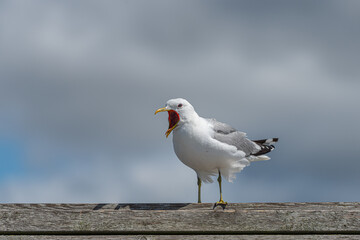 Sea gull landing on a plank wall