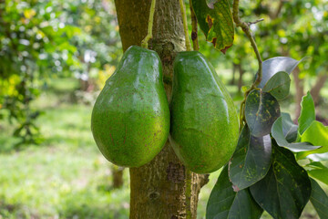 Common avocado harvest attached to the tree