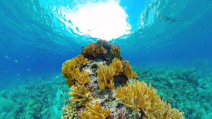 Fototapeta na wymiar Tropical coral reef seascape with fishes, hard and soft corals. Underwater video. Panglao, Bohol, Philippines.