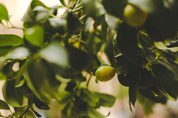 Macro photography with green olive garden