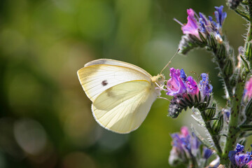 A specimen of a butterfly small white or cabbage white (Pieris rape) in northwest Spain. The butterfly is recognizable by its white color with small black dots on its wings.
