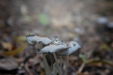 Sterling silver ring on the shape of lotus on forest mushrooms