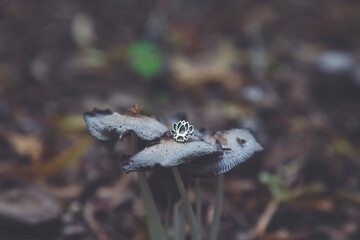 Sterling silver ring on the shape of lotus on forest mushrooms