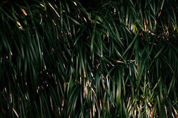 Green wall of palm leaves